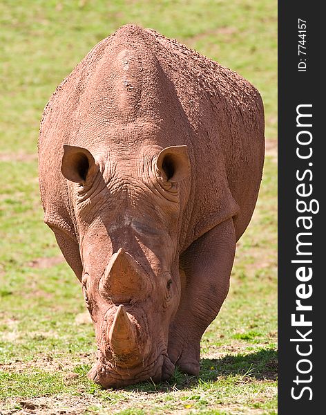 Adult white Rhino heading towards the camera. Adult white Rhino heading towards the camera