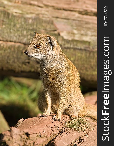 Yellow Mongoose on alert.