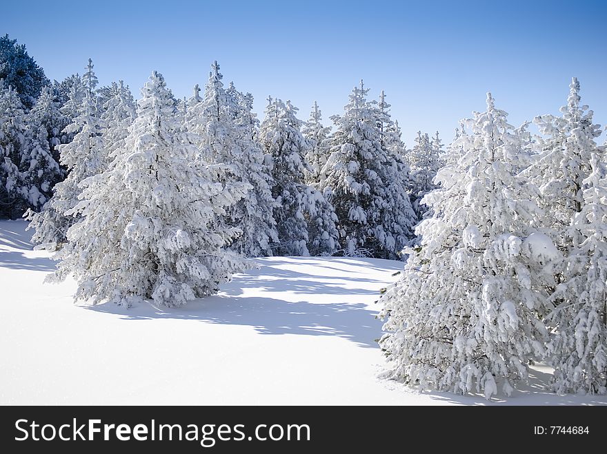 Winter landscape showing a group of snowcapped firs in a snow-covered meadow. Winter landscape showing a group of snowcapped firs in a snow-covered meadow.