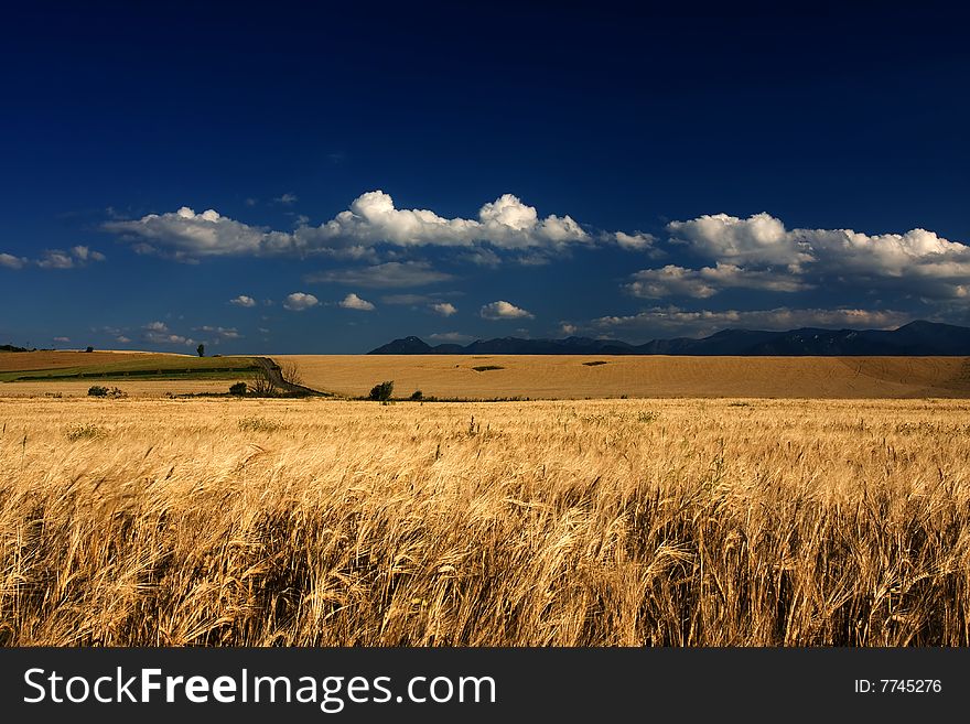 Wheat Field In The Wind With Blue Sky