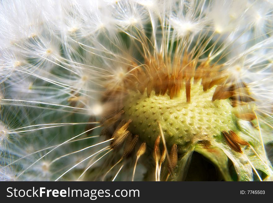 Close-up of dandelion flower showing seeds and stem. Close-up of dandelion flower showing seeds and stem