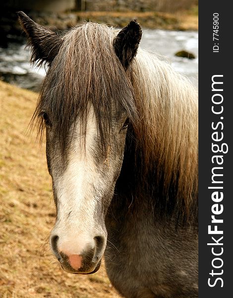 Nordic horse picturesque portrait in wild scenario