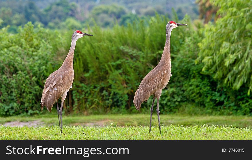 Male and Female Sandhill Crane Birds. Male and Female Sandhill Crane Birds