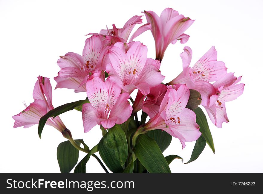 Pink lily flowers isolated on white background