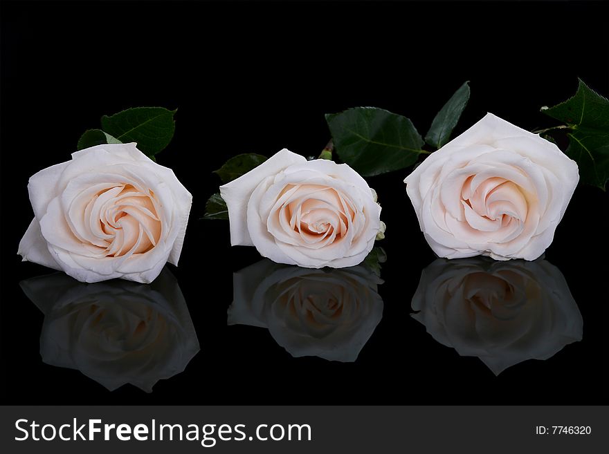 Three white roses on black background