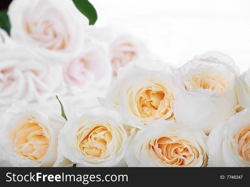 Bunch of White roses with yellow centers, type space available