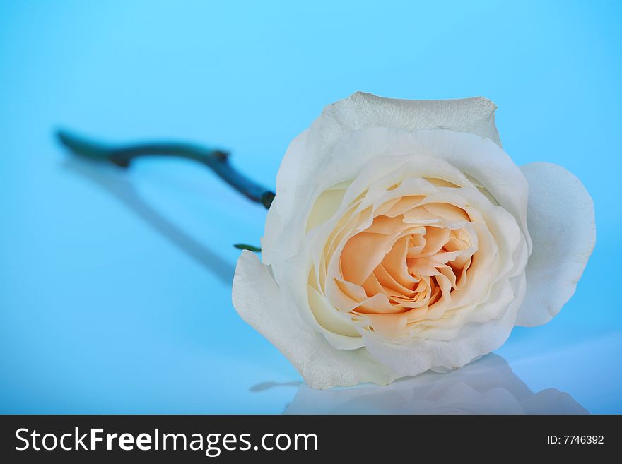 Single white rose on blue background