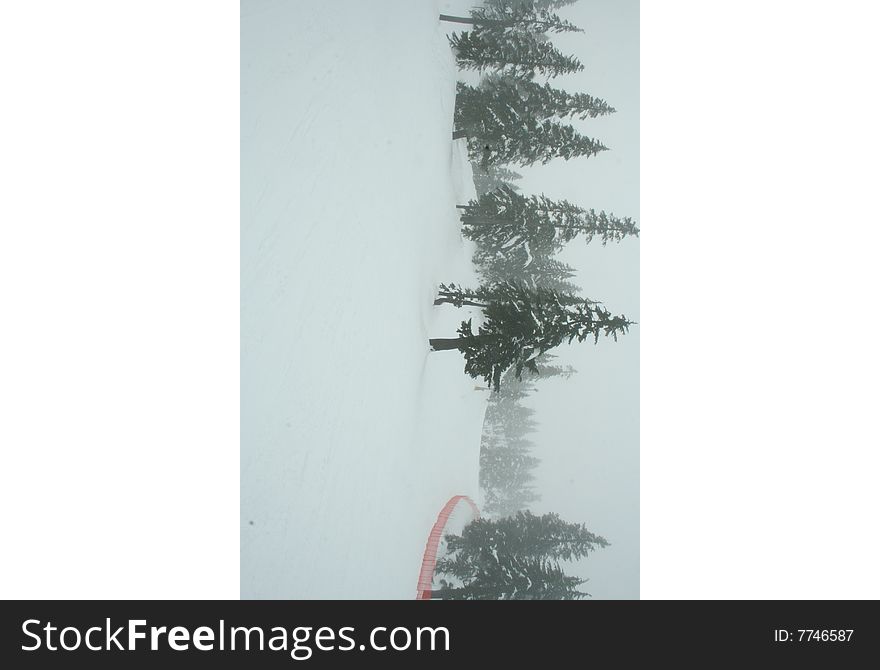 Cyprees sky run in a foggy weather. Cyprees sky run in a foggy weather