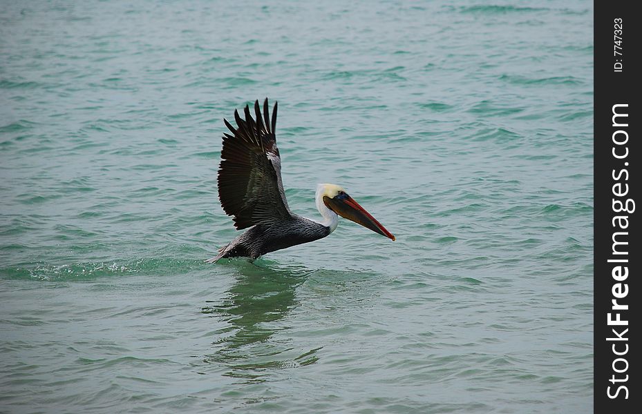 Pelican Taking Off from the Water