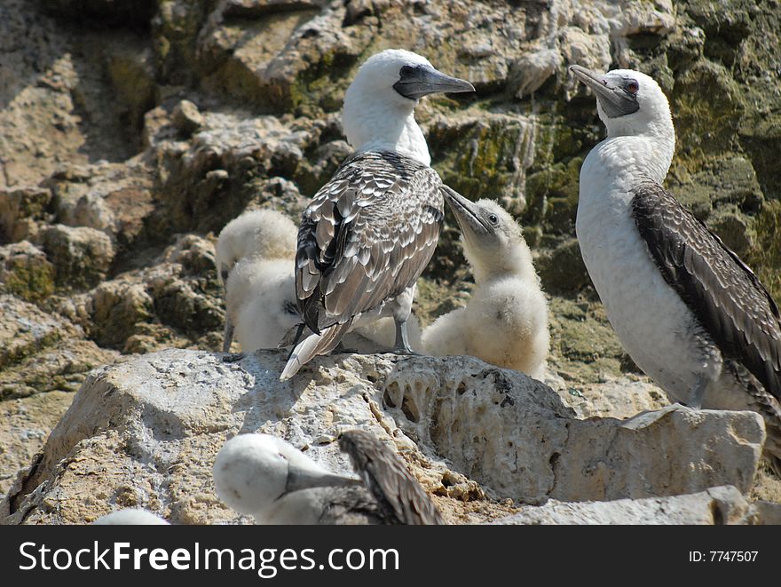 Nesting Peruvian Boobys, perched on a cliff of the coast of Paracas, Peru. Nesting Peruvian Boobys, perched on a cliff of the coast of Paracas, Peru.