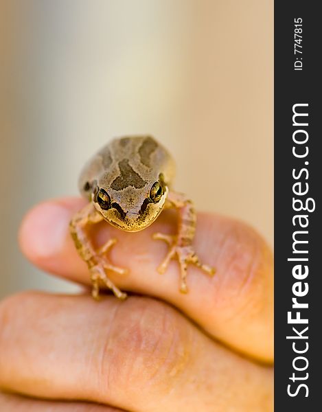 A macro image of a small frog on fingers, narrow focus, room for copy space.