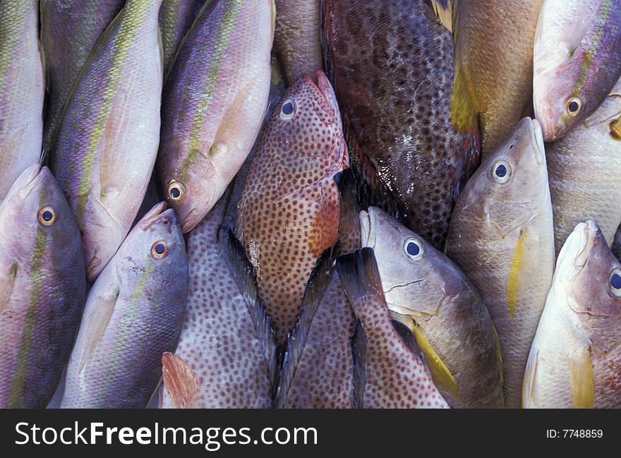 Still life scene of fresh fish on display at food market. Still life scene of fresh fish on display at food market