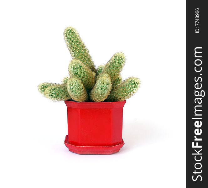Studio shot cactus isolated on white background. Studio shot cactus isolated on white background
