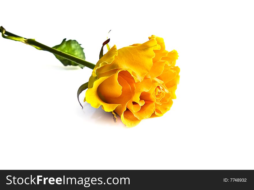 Yellow rose isolated on a white background