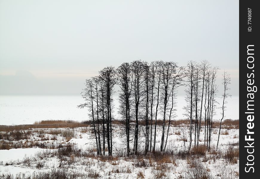 Group of trees on a coast of the Finnish gulf in the winter. Group of trees on a coast of the Finnish gulf in the winter