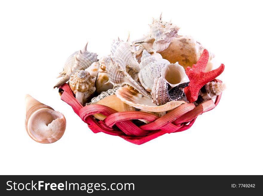 Sea shells close-up isolated on a white background