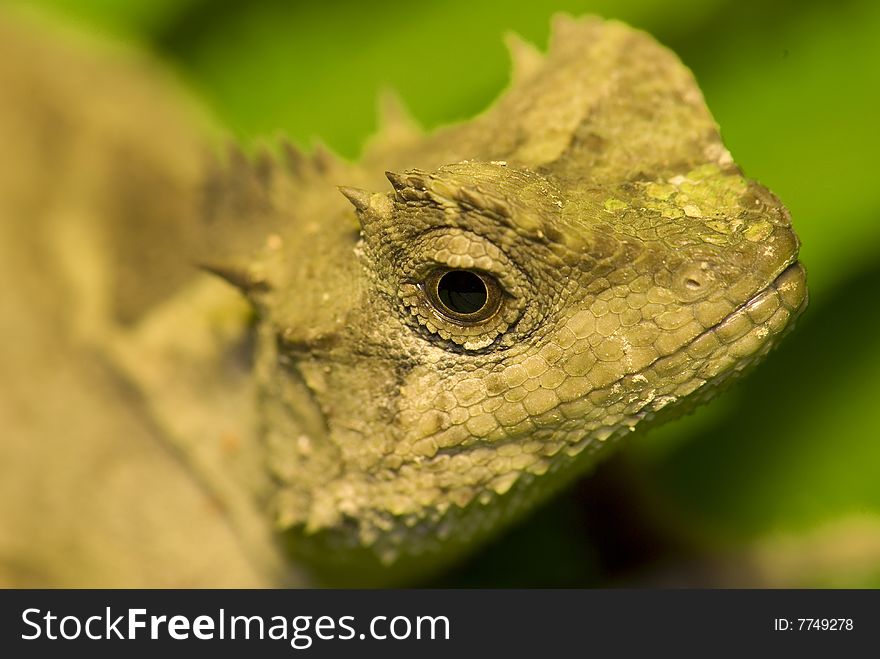 A iguana stays on a leaf