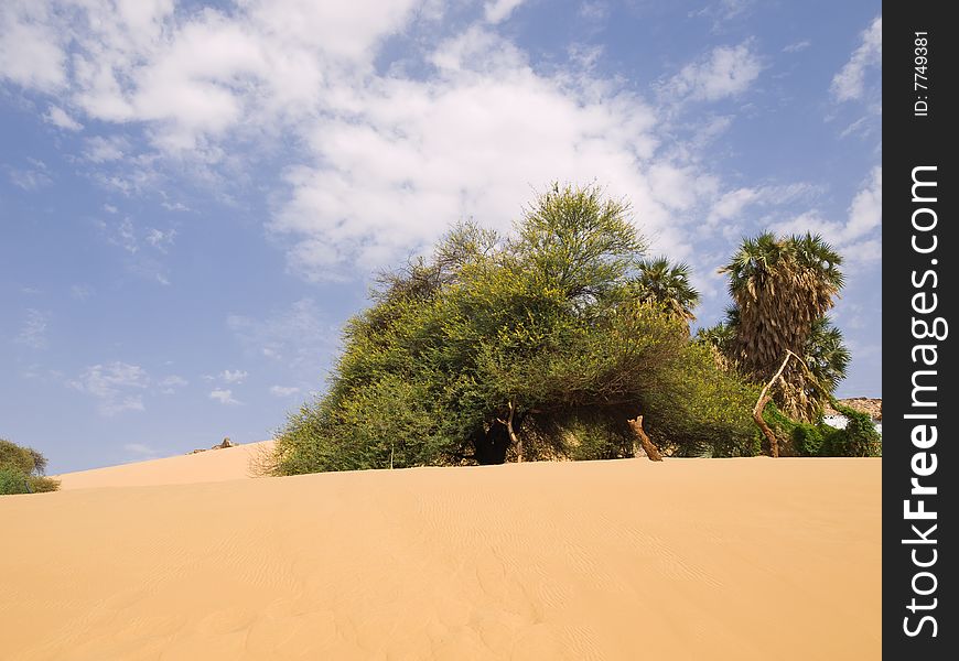 Trees on desert dunes. Egypt series. Trees on desert dunes. Egypt series