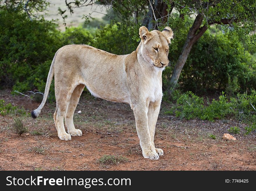 A lioness stretches after waking up to start to hunt. A lioness stretches after waking up to start to hunt