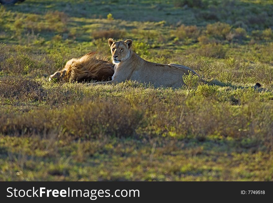 A mating pair of Lions out on the African Plains. A mating pair of Lions out on the African Plains