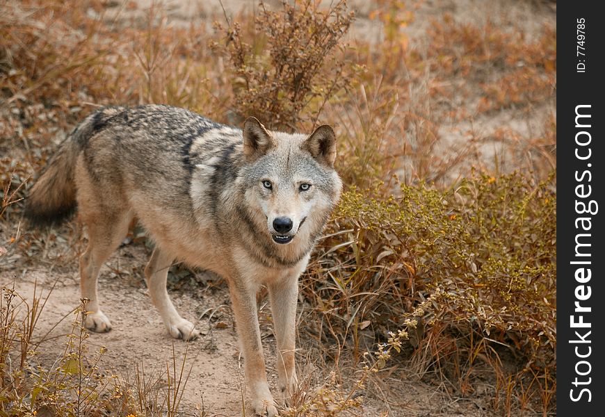 Wolf Staring Back at the Camera