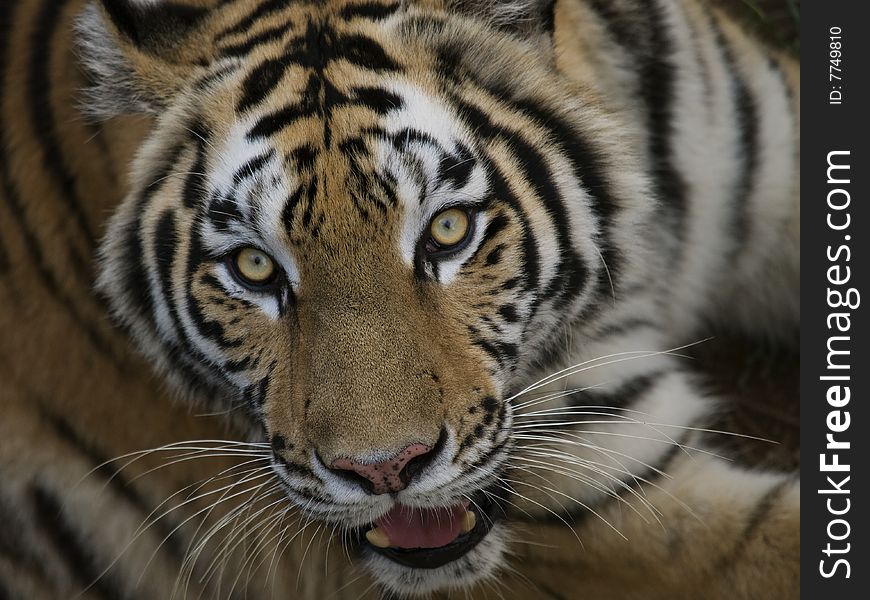 A close up of a tiger head shot