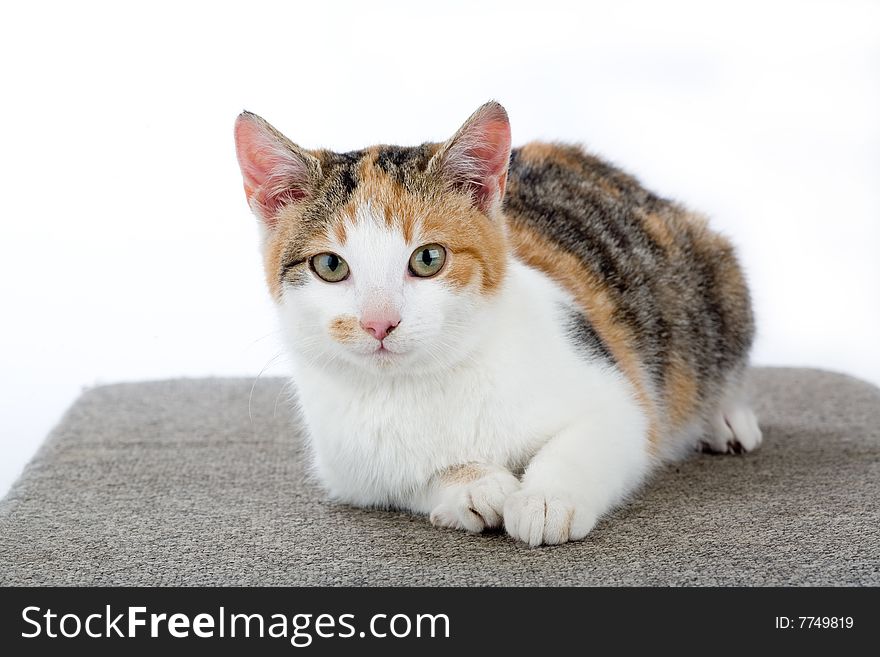 Spotted cat, isolated on white background