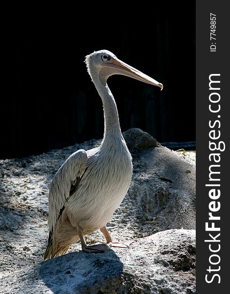 PELICAN — a symbol of nobleness, self-sacrifice, parental love and mercy