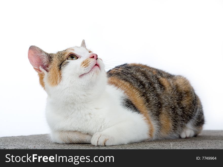 Spotted cat, isolated
