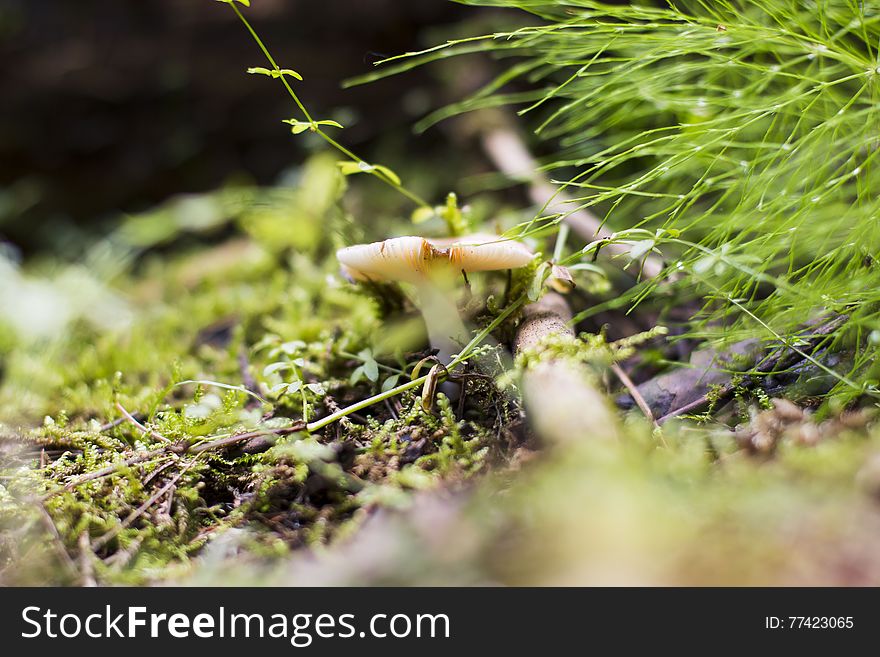 Mushroom in the grass in a good day