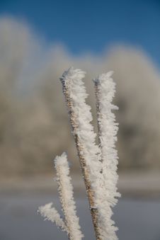 Frozen Cane Stock Image Frozen Cane Stock Image