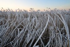 Frozen Cane Stock Photos Frozen Cane Stock Photos