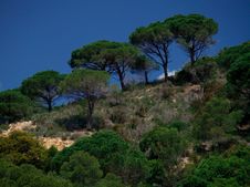 Trees Against Clear Blue Sky Stock Images Trees Against Clear Blue Sky Stock Images