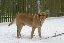 Labrador Retriever Stock Images