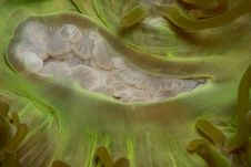 Anemone Mouth Royalty Free Stock Images