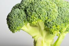 Green Broccoli (brassica Oleracea) Royalty Free Stock Photos Green Broccoli (brassica Oleracea) Royalty Free Stock Photos