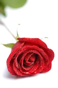 Beautiful Red Rose With Water Droplets Isolated Royalty Free Stock Image