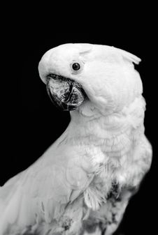 Magnificent Cockatoo Royalty Free Stock Photography Magnificent Cockatoo Royalty Free Stock Photography