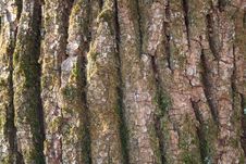 Chestnut Bark Stock Photo