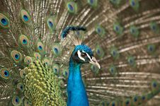Beautiful Color Peacock Stock Photo