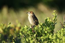 Cape Grassbird Stock Photos Cape Grassbird Stock Photos