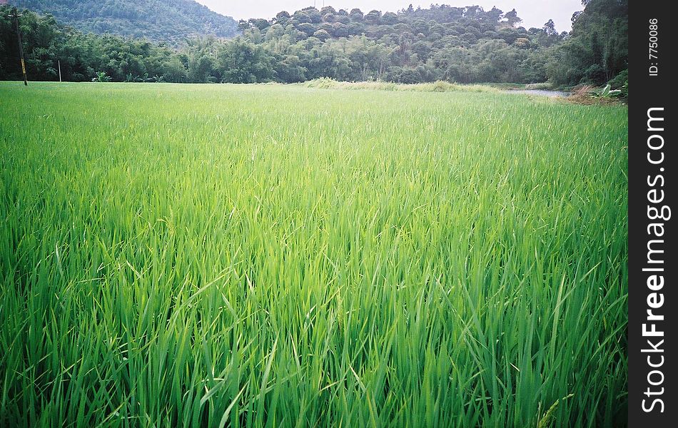 Green paddyfield in china guangdong zengcheng, by fuji film