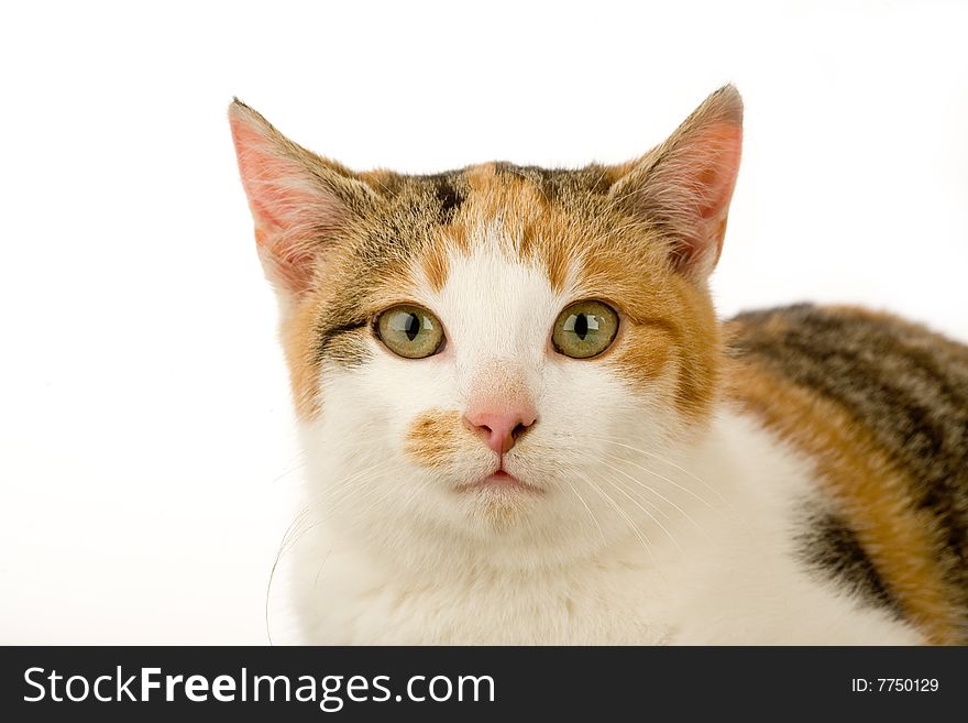 Spotted cat, isolated on white background