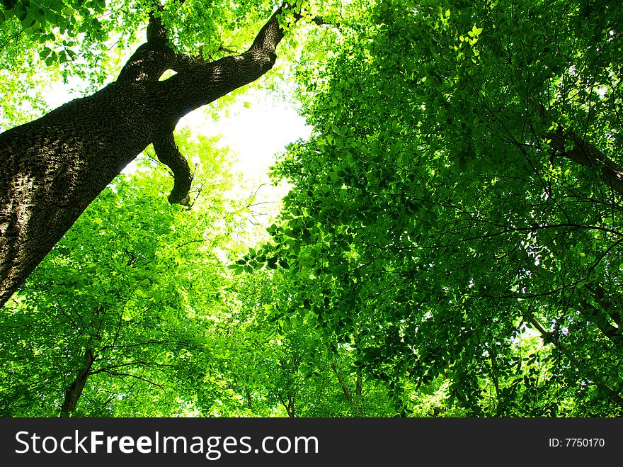 Green leaves background in sunny day