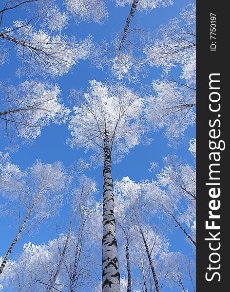 Snow birches looks in blue sky. Snow birches looks in blue sky