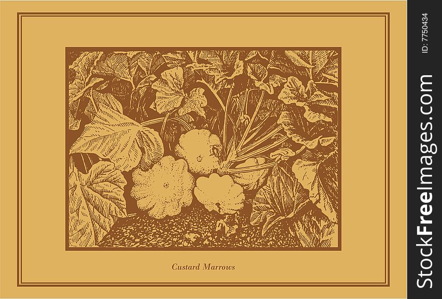 Custard marrows - hand drawing vintage style image