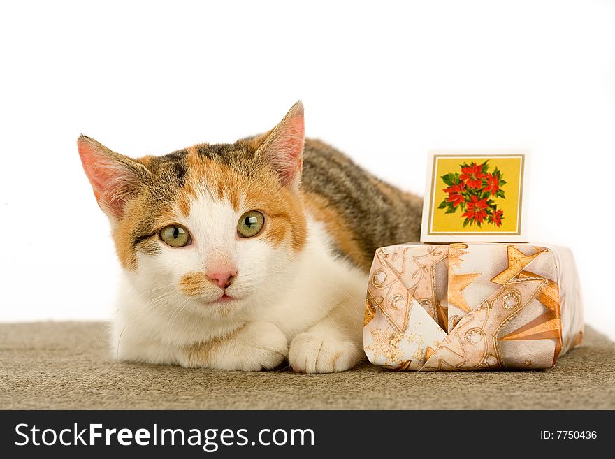 Spotted cat and gift box, isolated on white