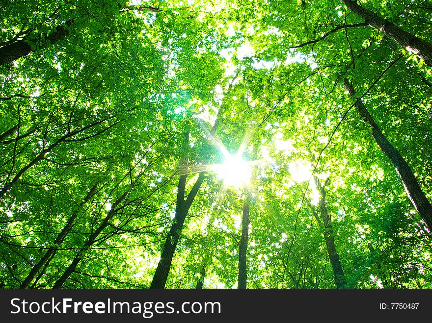 Early morning sun in the forest