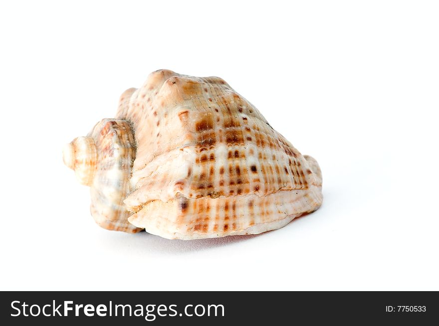 Seashell isolated on white background.