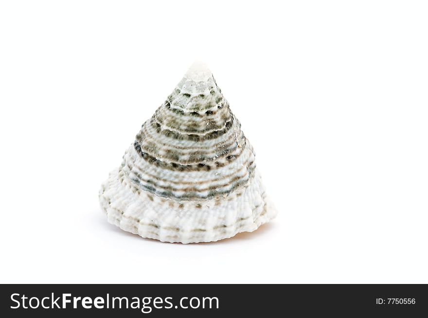 Seashell isolated on white background.